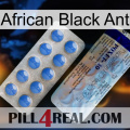 African Black Ant 39